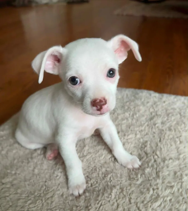 Bruno thumbnail 2