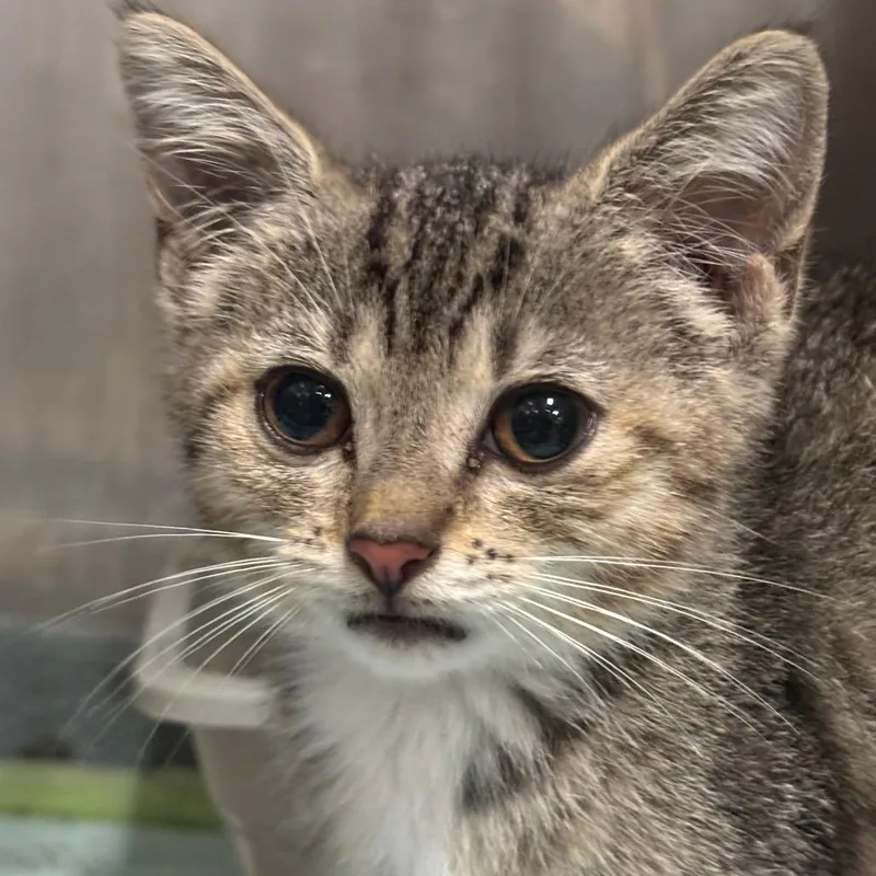 A baby small-sized female Buff / Tan / Fawn Domestic Short Hair cat named Serena C for adoption in Napoleon, OH