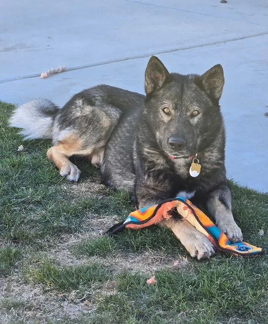 Tyson Aka Wolfie thumbnail 2