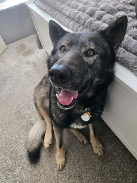 Tyson Aka Wolfie thumbnail 3