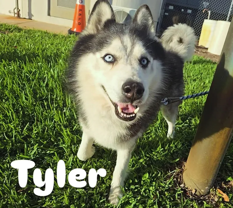 Tyler thumbnail 2