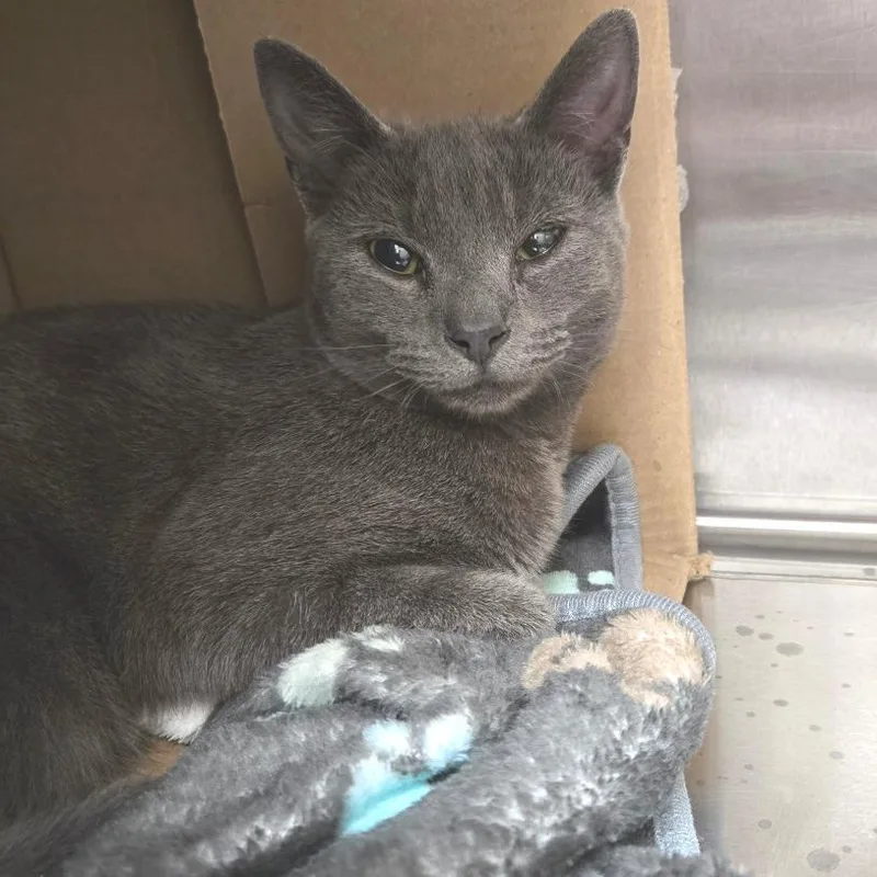 A young medium-sized male Gray / Blue / Silver Domestic Short Hair cat named The Xfiles for adoption in East Smithfield , PA
