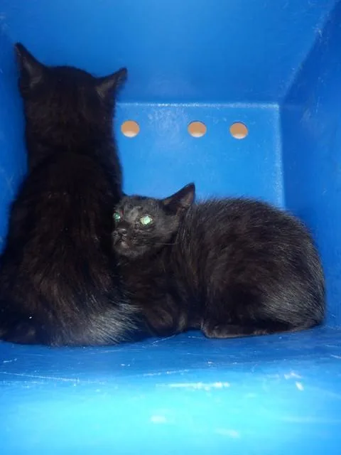 A baby small-sized male Domestic Short Hair cat named Peter for adoption in San Jose, CA