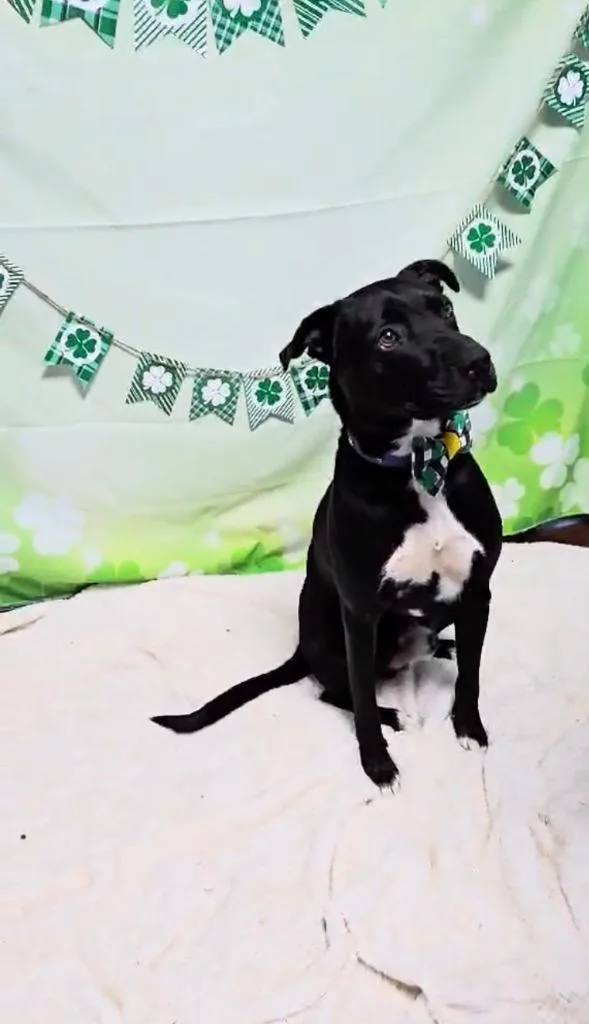 Kristoph thumbnail 5