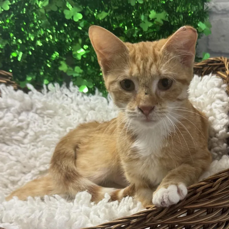 Dutchess thumbnail 2