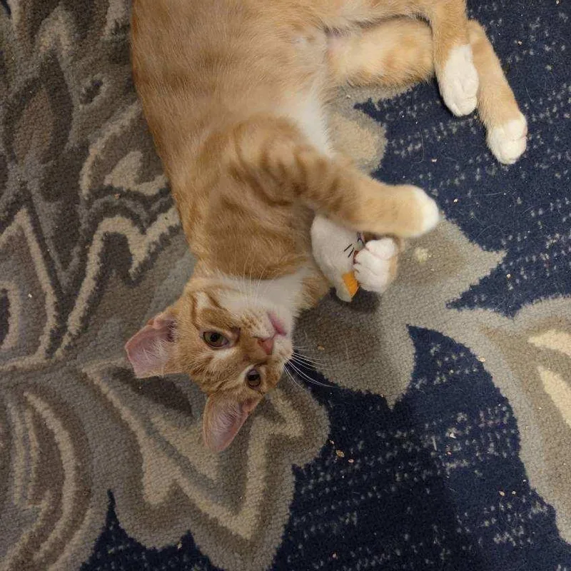 Dutchess thumbnail 3