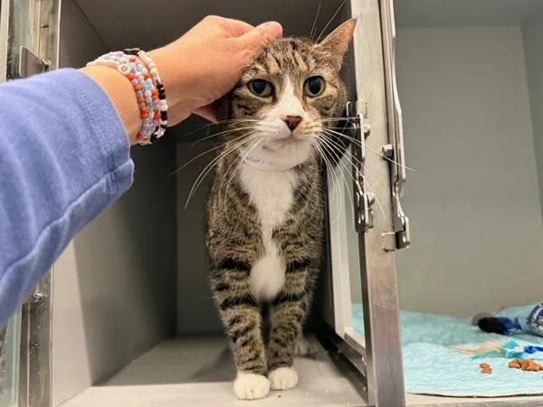 An adult medium-sized female Domestic Short Hair cat named White Foot for adoption in New York, NY