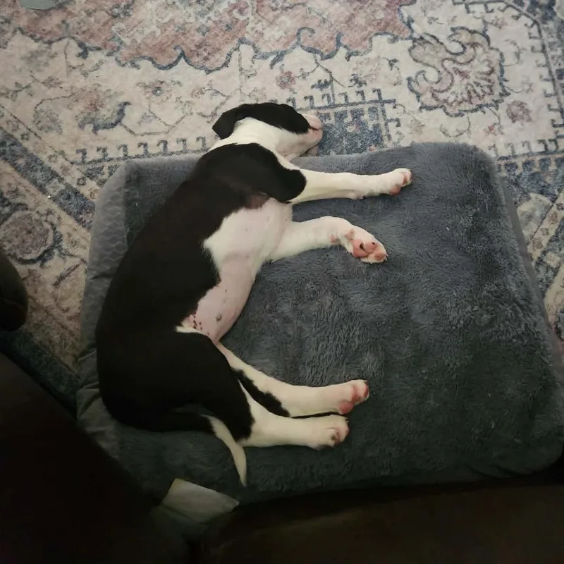 Pup  Pink thumbnail 2