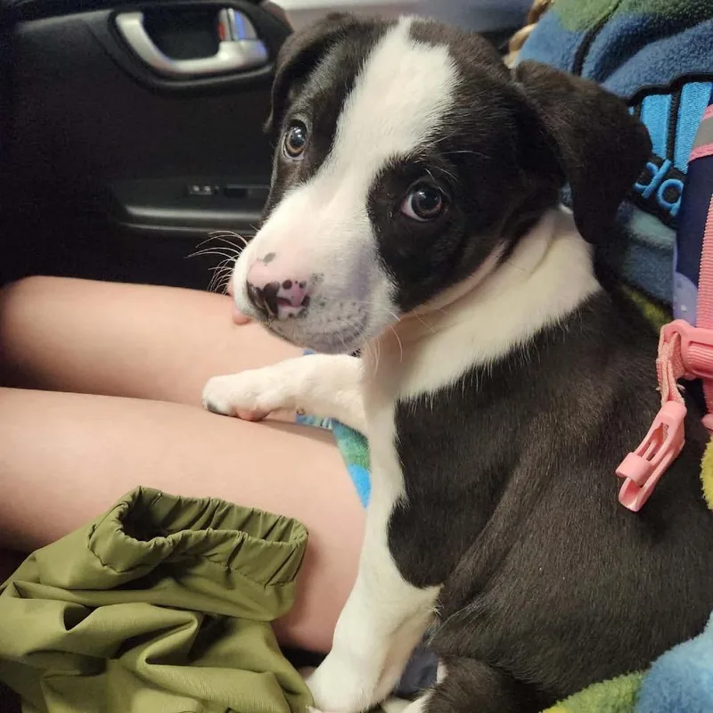 Pup  Pink thumbnail 3