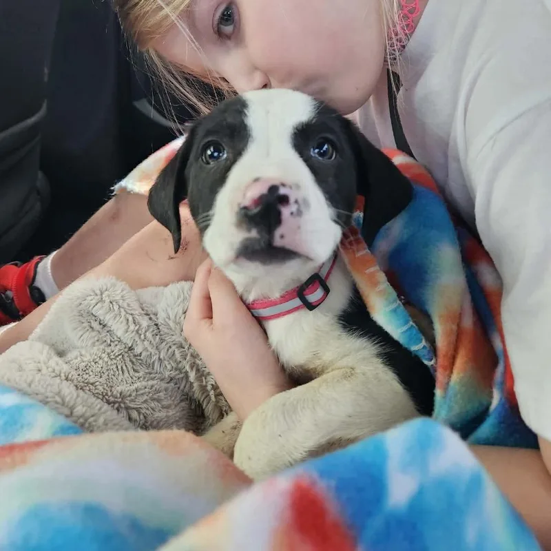 Pup  Pink thumbnail 4