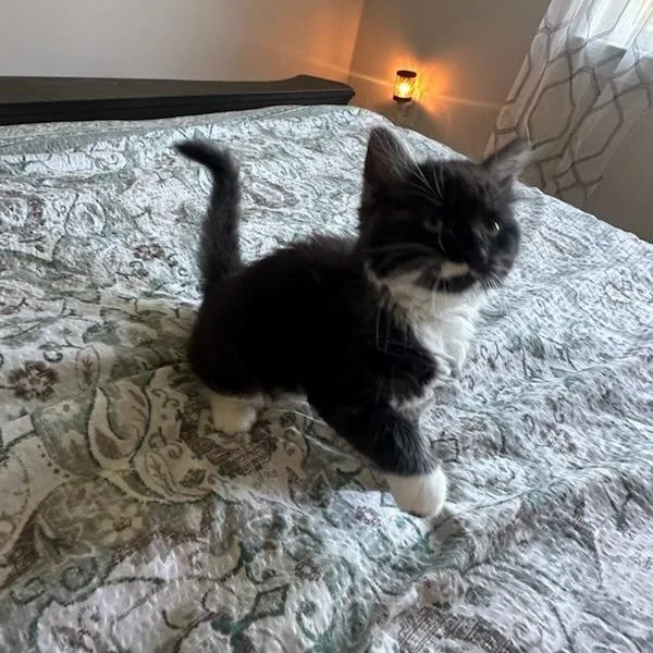 A baby small-sized female Black Domestic Long Hair cat named Jessica for adoption in Melbourne, KY