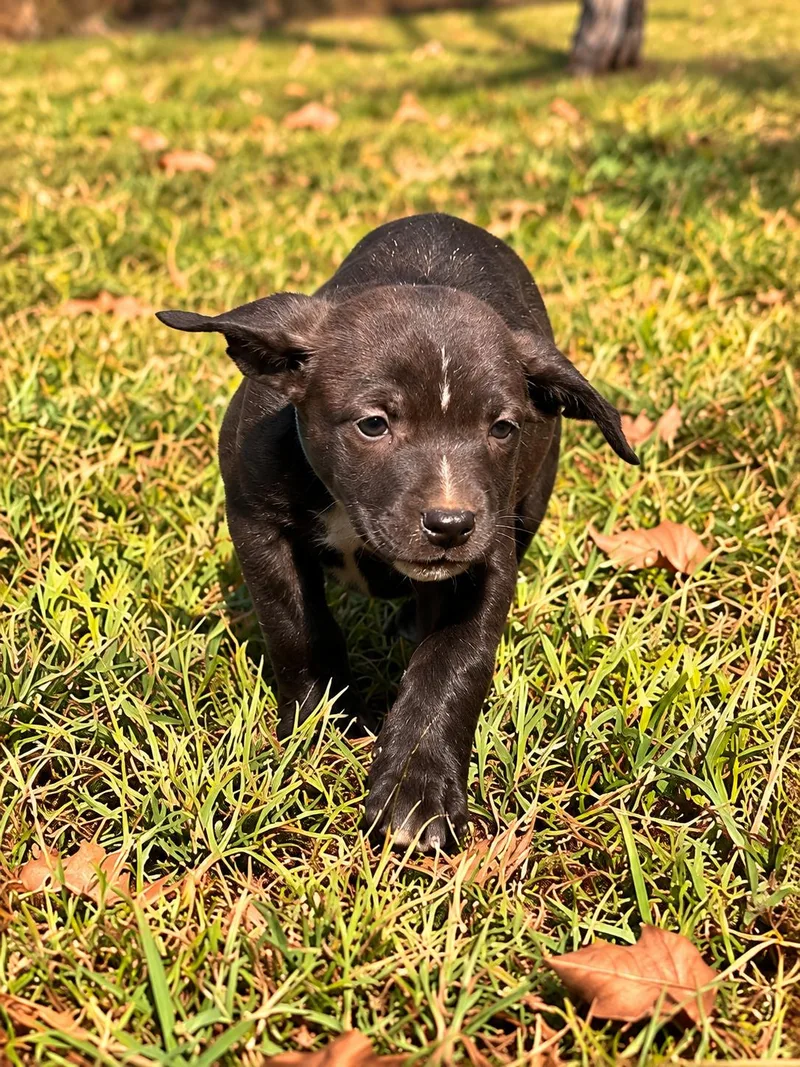 A baby medium-sized male Black Boxer dog named Escape West for adoption in Andover, MA