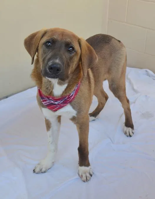 A baby large-sized male Great Pyrenees dog named Muffler for adoption in McKinney, TX