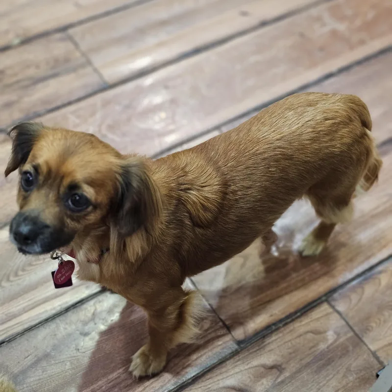 Ginger so il thumbnail 2