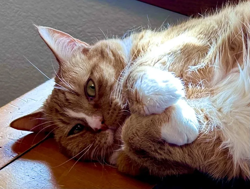 A senior large-sized male Orange & White Domestic Short Hair cat named Jonesy for adoption in Granby, CO