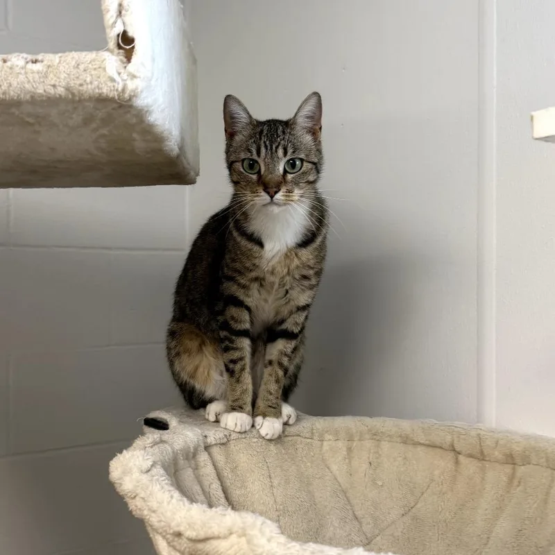 An adult small-sized female Brown / Chocolate Domestic Short Hair cat named Kahlua for adoption in Jasper, IN