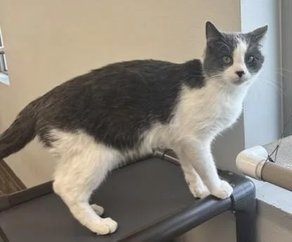 A young medium-sized male Gray & White Domestic Short Hair cat named Jinx for adoption in Pella, IA