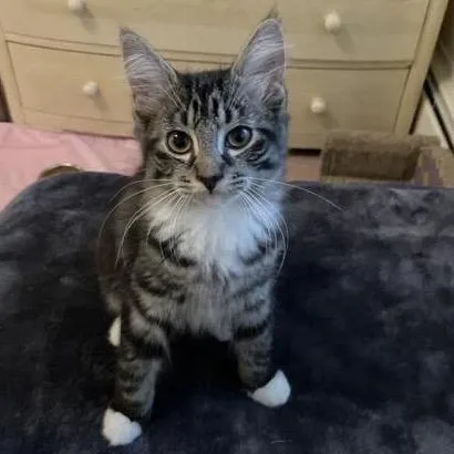 A baby small-sized male Black Domestic Short Hair cat named Bam Bam for adoption in Walden, NY