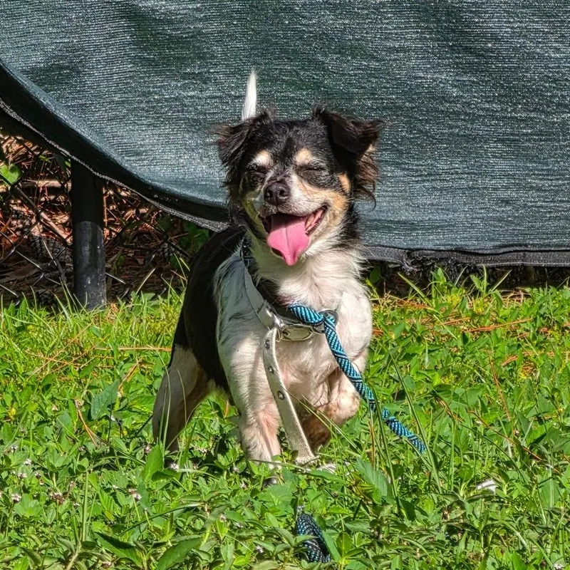 An adult small-sized female Black Mixed Breed dog named Gwen for adoption in Naples, FL