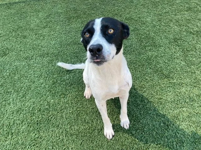 An adult medium-sized male Mixed Breed dog named Brady for adoption in Dallas, TX