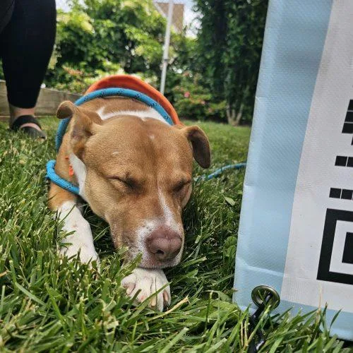 A young medium-sized female Red / Chestnut / Orange Pit Bull Terrier dog named Peaches for adoption in Hamden, CT