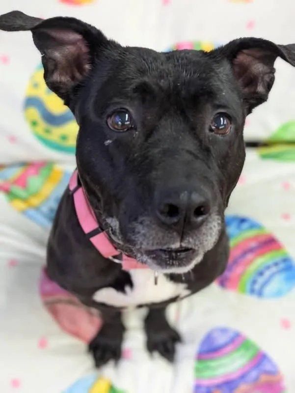 An adult medium-sized female Mixed Breed dog named Dottie for adoption in Jamesville, NY