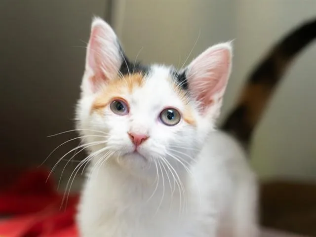 A baby small-sized female Domestic Short Hair cat named Shitake for adoption in Martinez, CA
