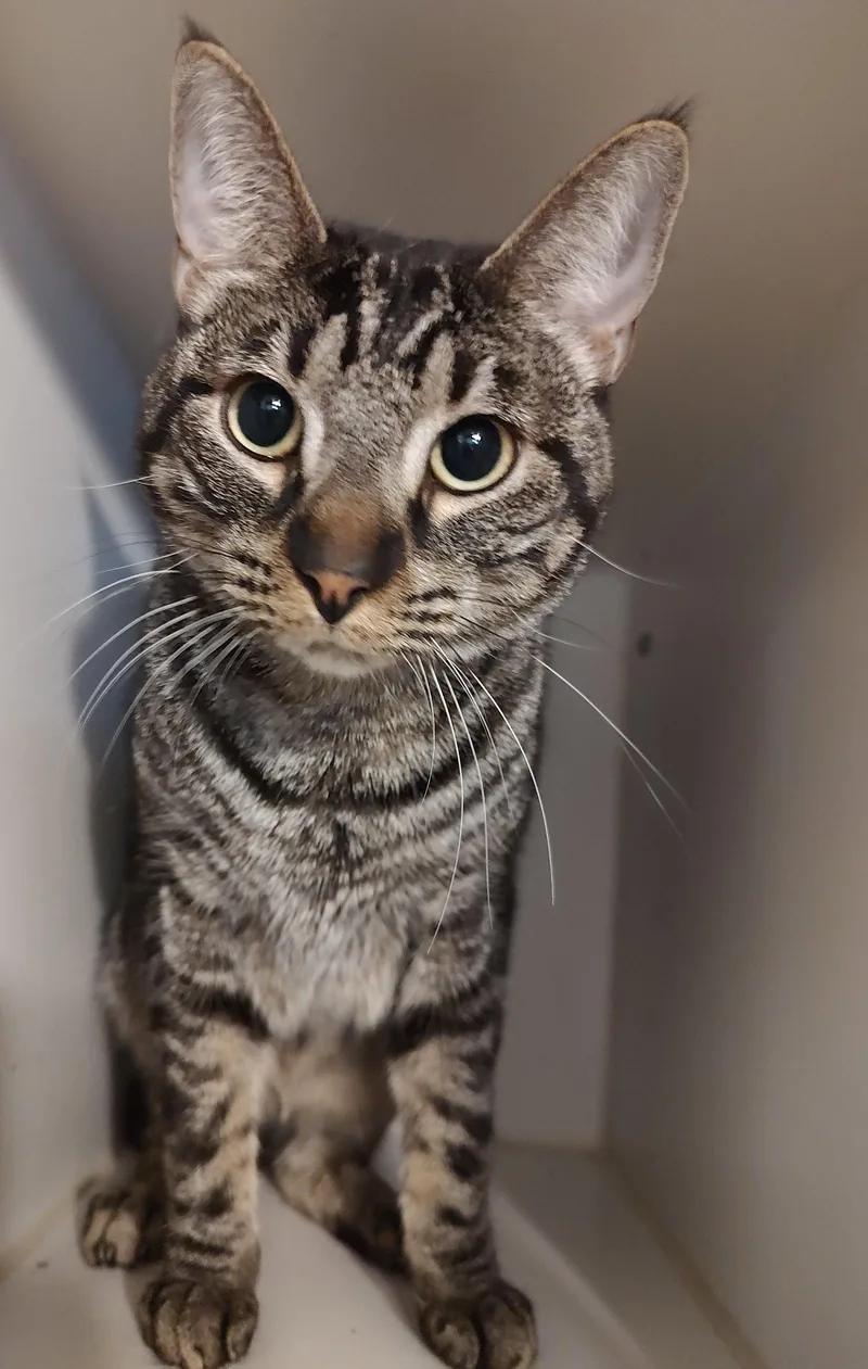 An adult medium-sized male Domestic Short Hair cat named Freckles for adoption in Phoenix, AZ