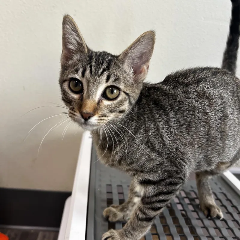 A baby small-sized female Brown / Chocolate Domestic Short Hair cat named Hanna for adoption in Las Vegas, NV
