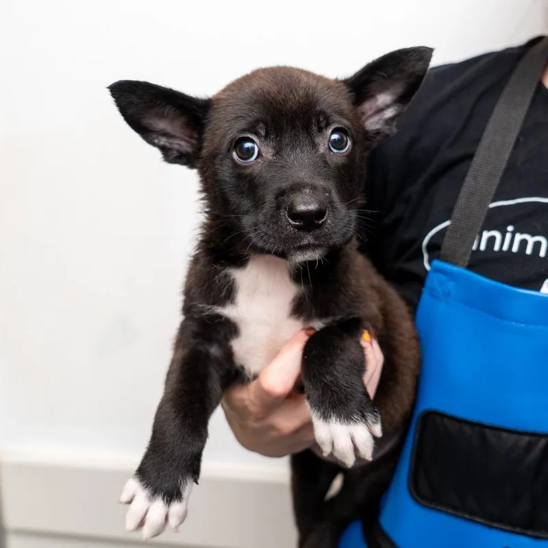 A baby medium-sized female Black Mixed Breed dog named Cookie Cutter for adoption in New York, NY