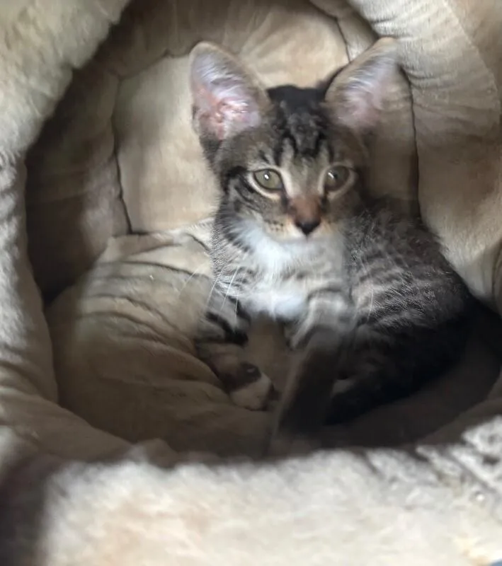 A young medium-sized male Brown / Chocolate Domestic Short Hair cat named Antenna for adoption in Grand Rapids, MI