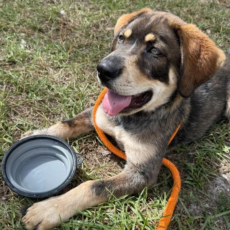 A young large-sized male Brown / Chocolate Mixed Breed dog named Arlo for adoption in Freeport, FL