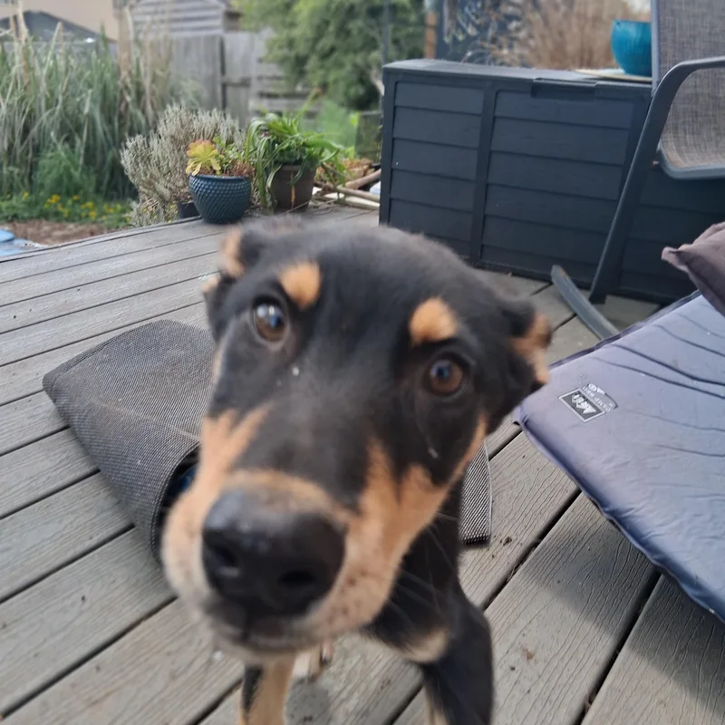 A baby medium-sized male Brown / Chocolate German Shepherd Dog dog named Buddy for adoption in Winchester, CA
