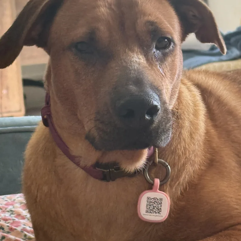 An adult medium-sized female Golden German Shepherd Dog dog named Journey for adoption in Palmdale, CA