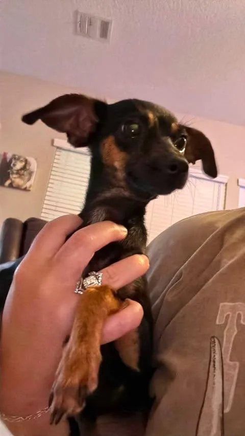 A young small-sized female Black Rat Terrier dog named Pippa for adoption in Crosby, TX