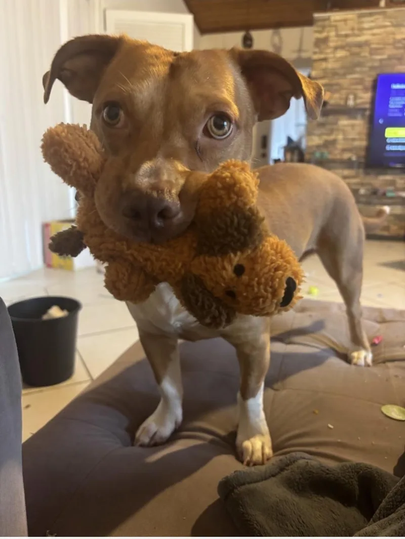 A baby small-sized male Brown / Chocolate Corgi dog named Gunner for adoption in Fort Lauderdale, FL