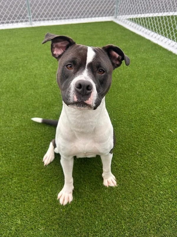 A young medium-sized female Bicolor Pit Bull Terrier dog named Delilah for adoption in bellefontaine, OH