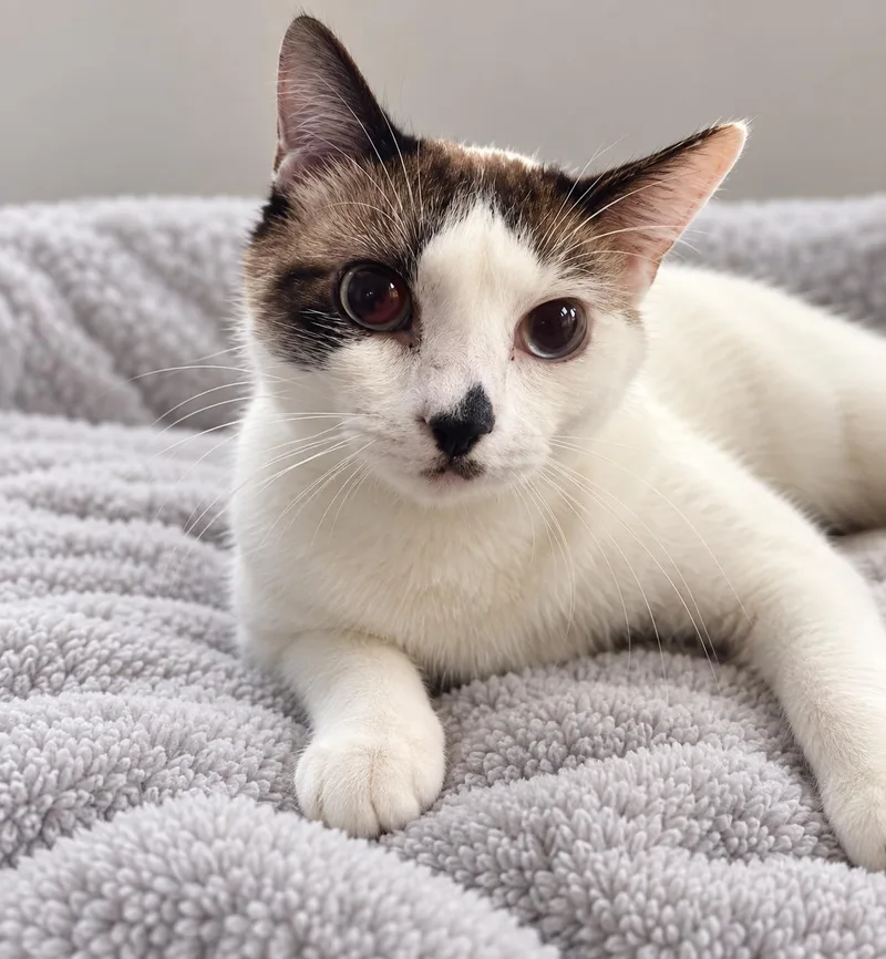An adult large-sized male Domestic Short Hair cat named Mayhem for adoption in Winfield, KS