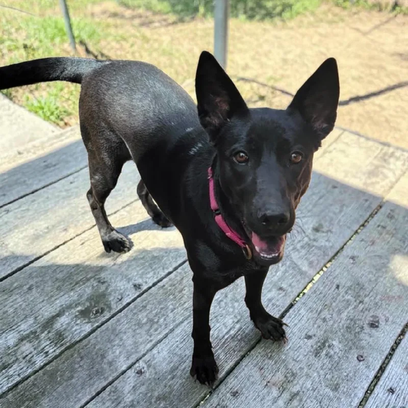 An adult large-sized female Black Belgian Shepherd / Malinois dog named Dot for adoption in Houston, TX