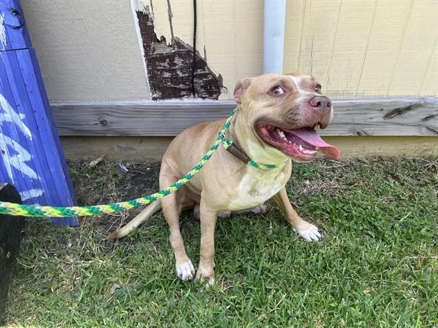 An adult large-sized male Pit Bull Terrier dog named Carlos for adoption in Garland, TX