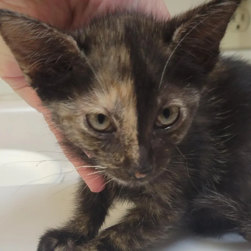 A baby small-sized female Tortoiseshell Domestic Short Hair cat named Scout for adoption in Milan, IL
