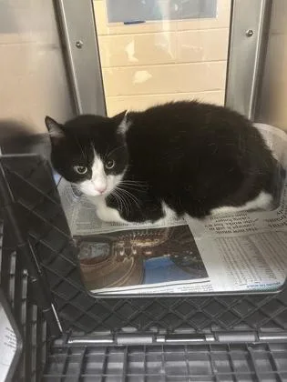 An adult large-sized male Domestic Short Hair cat named Pot Pie for adoption in Wichita, KS