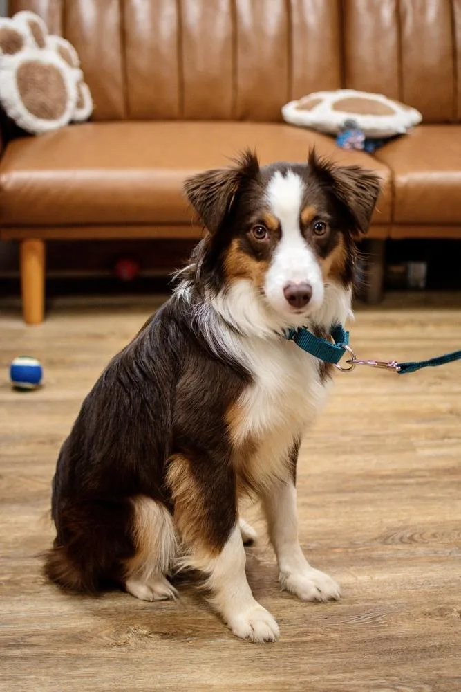 A baby medium-sized male Tricolor (Brown, Black, & White) Australian Shepherd dog named Graham for adoption in Frankfort, NY
