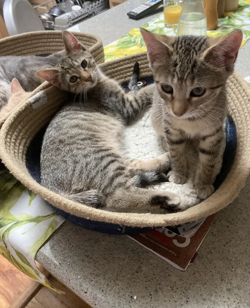 A young medium-sized male Tabby (Gray / Blue / Silver) Domestic Short Hair cat named August for adoption in Philadelphia, PA