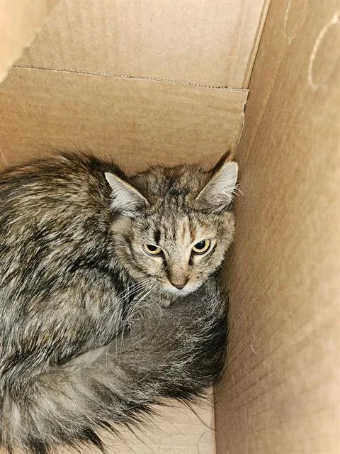 A young medium-sized female Domestic Medium Hair cat named Haley for adoption in Dallas, TX