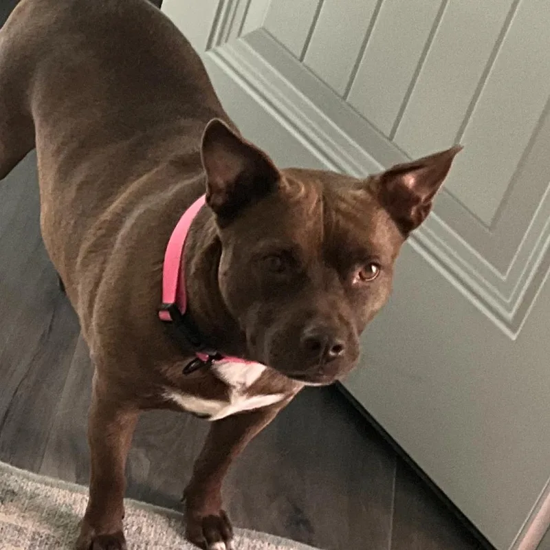 An adult small-sized female French Bulldog dog named Gracie for adoption in Prospect, KY