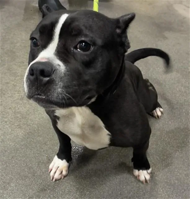 An adult medium-sized female Pit Bull Terrier dog named Harley for adoption in Upper Marlboro, MD
