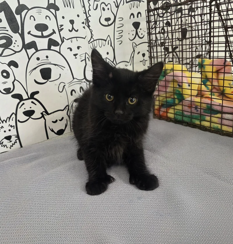 A baby small-sized male Domestic Short Hair cat named Chubby for adoption in San Pedro, CA