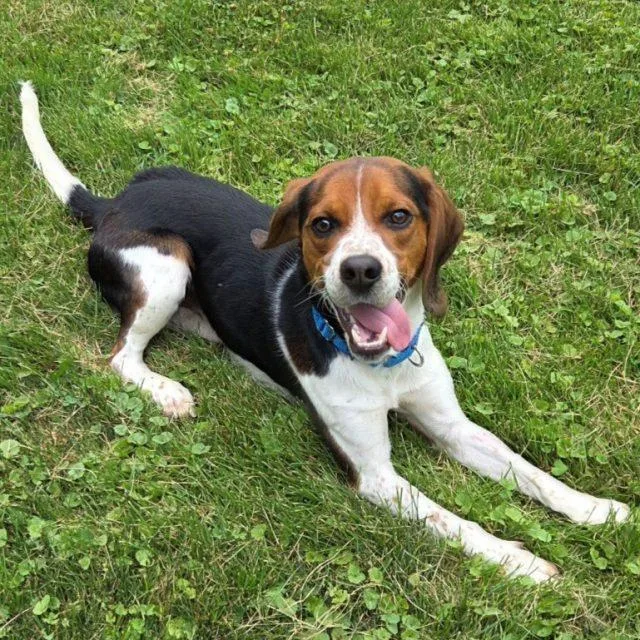 A young medium-sized male Beagle dog named Lester for adoption in Rensselaer, NY