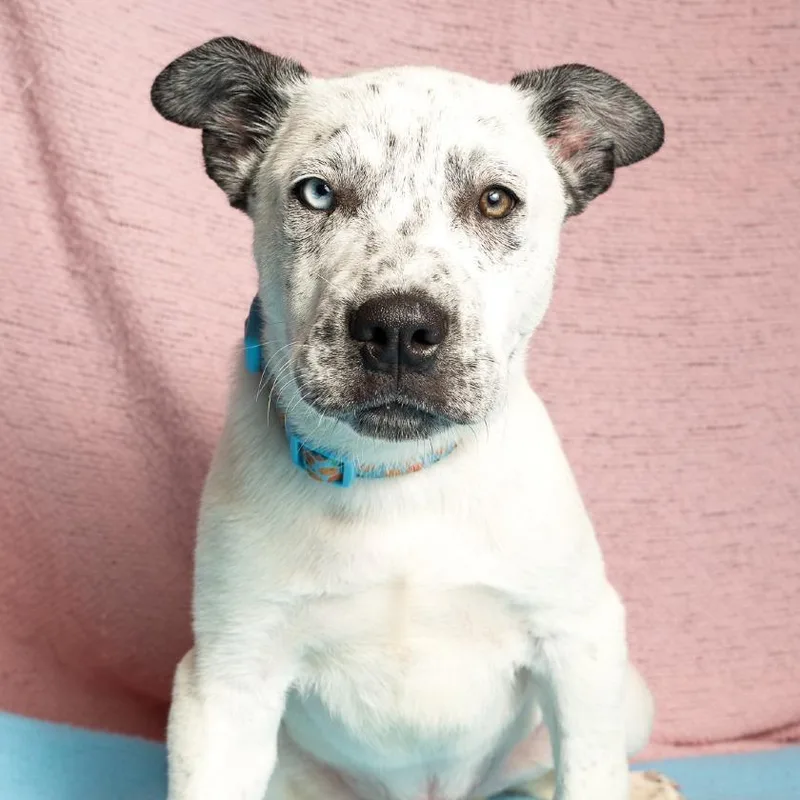A baby small-sized male White / Cream Cattle Dog dog named Santiago for adoption in Brookfield, WI
